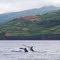 Whale Watching, Lajes do Pico, Ilha do Pico, Azoren (Azores, Açores)
