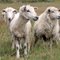 Photogenic sheeps in Almagreira